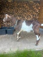 Nederlandse bonte bok, Mâle, Chèvre, 0 à 2 ans