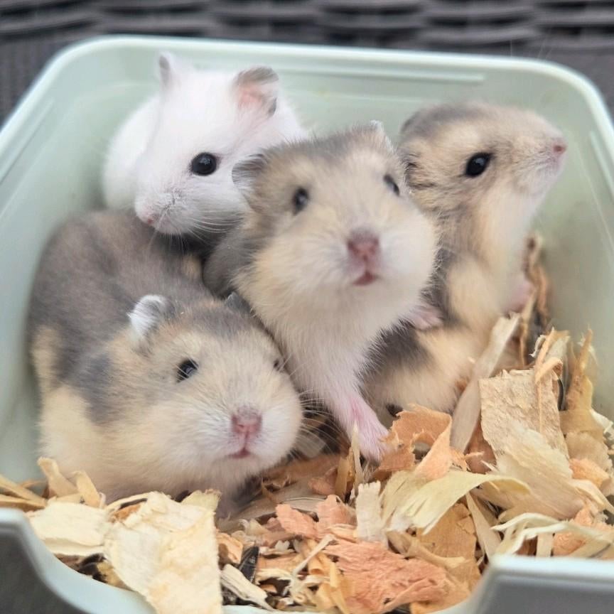 Jonge dwerghamsters, Dieren en Toebehoren, Knaagdieren, Hamster, Maart, Geslacht onbekend, Tam