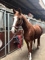 Recreatieve dressuur merrie, Jument, 165 à 170 cm, 7 à 10 ans