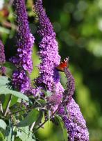 planten , bessen,  bomen & struiken voor de tuin, Herfst, Ophalen of Verzenden, Vijverplanten