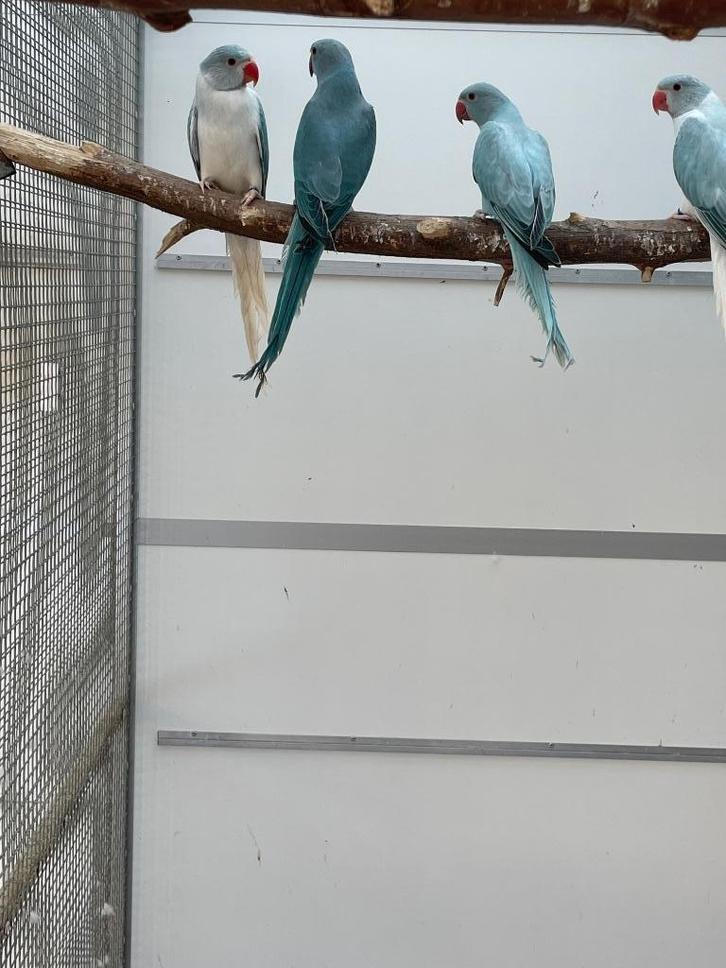 Volledig kweekbestand halsbandparkieten/ halsband parkiet, Dieren en Toebehoren, Vogels | Parkieten en Papegaaien, Parkiet, Meerdere dieren