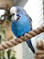 gezocht blauwe  Engelse grasparkieten