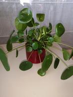 Pannekoekenplant met pot, Ophalen, Overige soorten, Halfschaduw, Minder dan 100 cm
