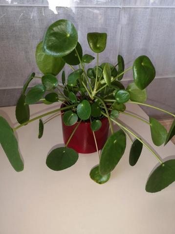 Pannekoekenplant met pot beschikbaar voor biedingen