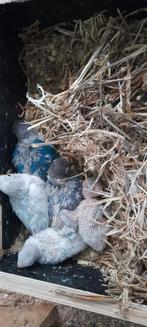 Personatas, Dieren en Toebehoren