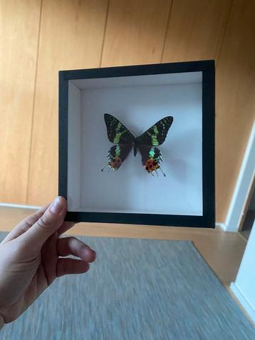 Chrysiridia rhipheus - echte vlinder - ingekaderd 