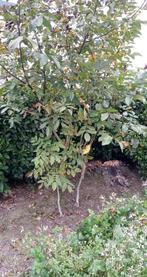 Notelaars, Enlèvement, Autres espèces, 100 à 250 cm