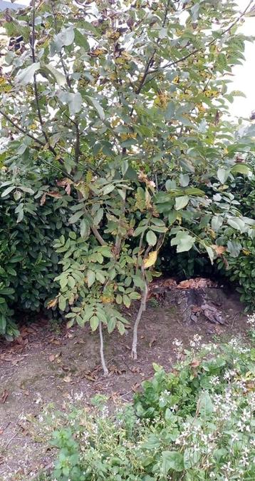 Notelaars  beschikbaar voor biedingen