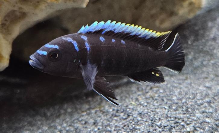 Cynothylapia ndonga deep malawi cichliden, Dieren en Toebehoren, Vissen | Aquariumvissen, Zoetwatervis, Vis