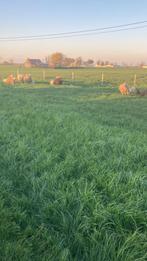 Weide gezocht, Dieren en Toebehoren, Schaap