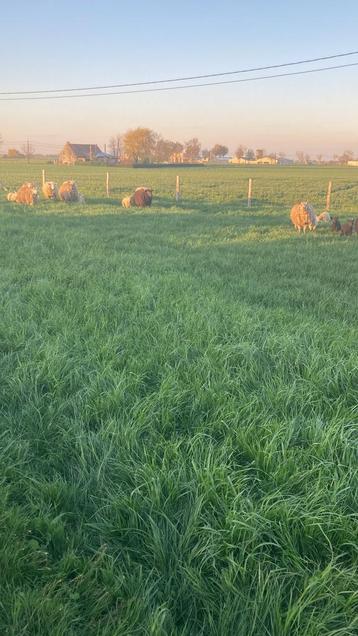 Weide gezocht, Mouton