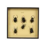 Set van 6 Mannetjes Atlaskevers XL Houten Lijst Taxidermie, Collections, Collections Animaux, Insecte, Utilisé, Animal empaillé