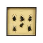 Set van 6 Mannetjes Atlaskevers XL Houten Lijst Taxidermie, Verzamelen, Ophalen of Verzenden, Gebruikt, Insect, Opgezet dier