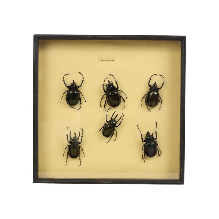 Set van 6 Mannetjes Atlaskevers XL Houten Lijst Taxidermie, Verzamelen, Dierenverzamelingen, Gebruikt, Opgezet dier, Insect, Ophalen of Verzenden