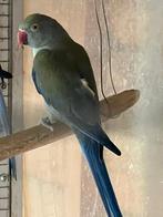 1-0 violet turquoise split opaline witkopwitstaart 2023, Dieren en Toebehoren, Vogels | Parkieten en Papegaaien