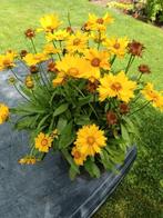 Coreopsis, Ophalen