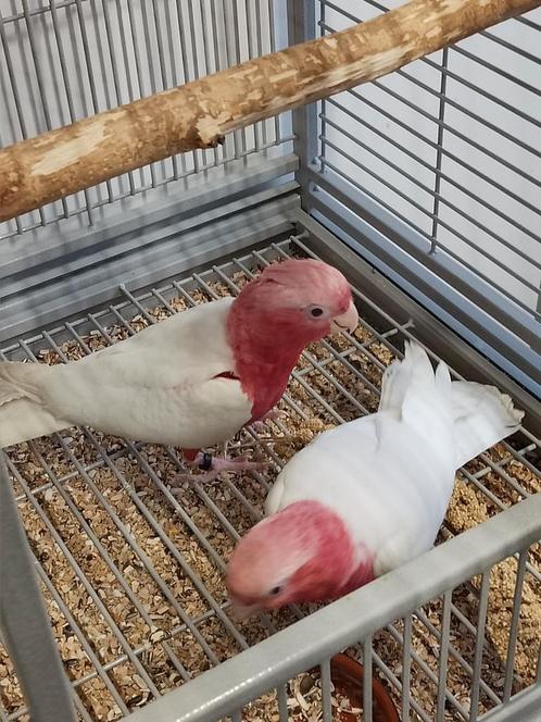Tamme baby Lutino rose Kakatoes met DNA en getest op alle zi, Dieren en Toebehoren, Vogels | Parkieten en Papegaaien, Papegaai
