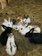 Reuze Vlinder/lotharinger konijnen, Dieren en Toebehoren, Konijnen, Meerdere dieren, Groot, 0 tot 2 jaar