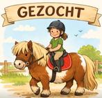 GEZOCHT: Shetlander >105cm / welsh / mini tinker/ mix, Dieren en Toebehoren, Pony's, Gechipt, Ruin, Zadelmak, 3 tot 6 jaar