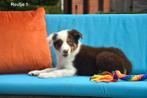 Prachtige bruine Border Collie pups, Dieren en Toebehoren, België, CDV (hondenziekte), 8 tot 15 weken, Collie
