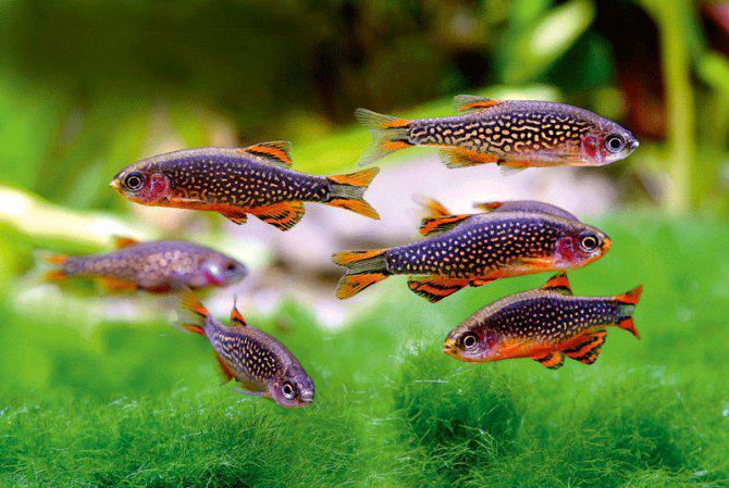 Jonge Rasbora Galaxy visjes te koop (volledig op kleur), Dieren en Toebehoren, Vissen | Aquariumvissen, Zoetwatervis, Vis, Schoolvis