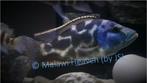 Haplochromis Livinstoni - malawi Cichliden, Animaux & Accessoires, Poissons | Poissons d'aquarium, Poisson, Poisson d'eau douce
