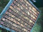 3 bijenvolkeren met simplex kast, Dieren en Toebehoren, Insecten en Spinnen, Bijen