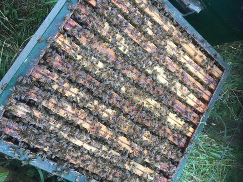 3 bijenvolkeren met simplex kast, Dieren en Toebehoren, Insecten en Spinnen, Bijen