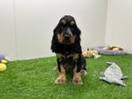 Engelse Cocker Spaniel pups, België, 8 tot 15 weken, CDV (hondenziekte), Meerdere