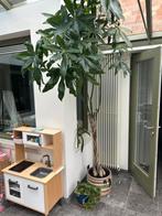 Pachira te koop >2m, Ophalen
