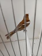 botvink pop mutatie, Vrouwelijk, Wildzangvogel, Geringd