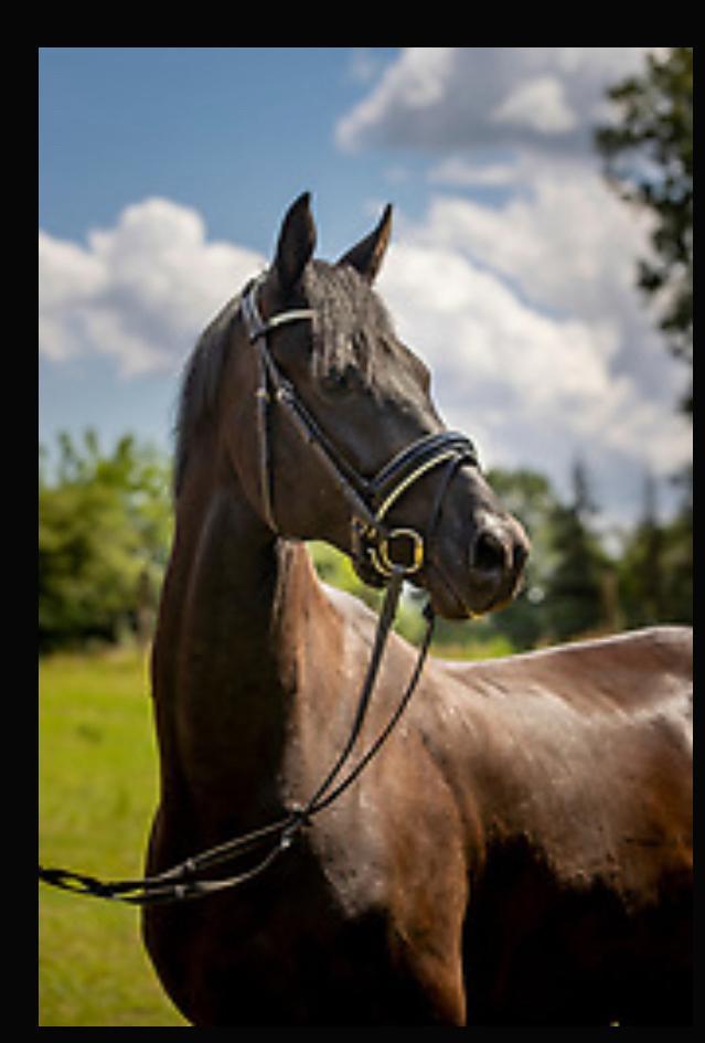 Prachtige 9 jarige ruin, recreatiepaard, Animaux & Accessoires, Chevaux, Hongre, M, 170 à 175 cm, 7 à 10 ans, Cheval de récréation