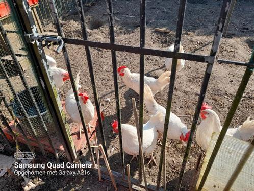 Broedeieren Witte Leghorn, Dieren en Toebehoren, Pluimvee, Kip