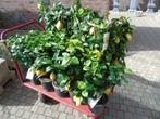 super laatste prijs, 4 SEASONS LEMON TREE,, Tuin en Terras, Overige soorten, Minder dan 100 cm, Ophalen, Volle zon