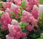 Hortensia 's, Tuin en Terras, Planten | Tuinplanten, Halfschaduw, Zomer, Vaste plant, Overige soorten