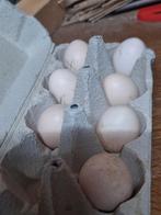 Broedeieren cochin krul en gladveer, Dieren en Toebehoren, Pluimvee