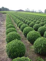 buxus bollen 60/70:80:90 cm topkwaliteit van kweker !!, Tuin en Terras, Planten | Tuinplanten, Ophalen