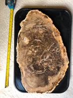 Fossiel hout Madagaskar 9,5 kilo aurocaria 200 mln jaar oud, Ophalen of Verzenden, Fossiel