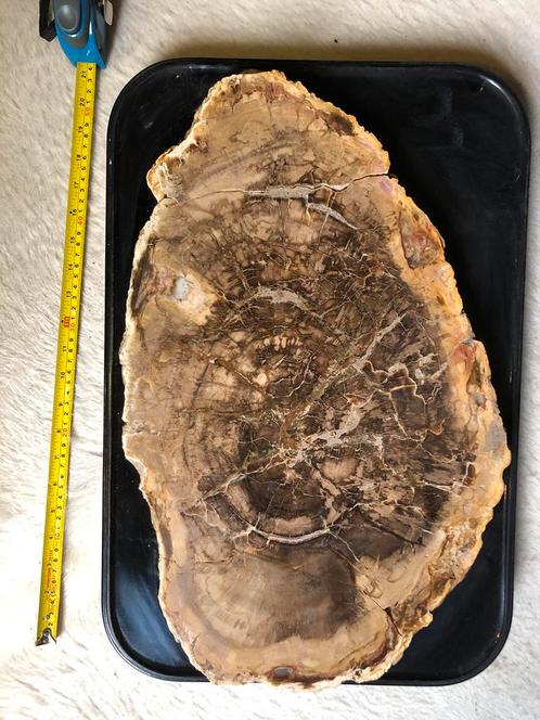 Fossiel hout Madagaskar 9,5 kilo aurocaria 200 mln jaar oud, Collections, Minéraux & Fossiles, Fossile, Enlèvement ou Envoi