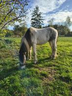 Weide maatje, Dieren en Toebehoren, Ruin, Niet van toepassing, D pony (1.37m tot 1.48m), 3 tot 6 jaar