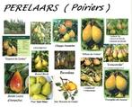 POIRIERS: DIFF ESPÈCES: CONFÉRENCE, DOYENNÉ, CLAPPS, WILLIAM, Jardin & Terrasse, Plein soleil, Enlèvement ou Envoi, Poirier, Printemps