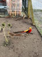 Rode goudfazanten, Dieren en Toebehoren