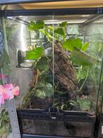 Exo terra terrarium ingericht 30x30x45cm, Dieren en Toebehoren, Ophalen, Zo goed als nieuw