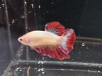 Betta vandaa, Dieren en Toebehoren