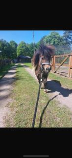 Shetlander merrie, Dieren en Toebehoren, Pony's