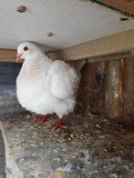 Texan duiven, Dieren en Toebehoren