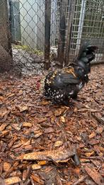 Doux petit coq, Animaux & Accessoires, Mâle, Poule ou poulet