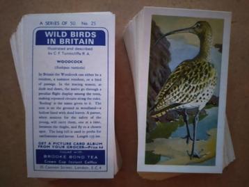 Wild Birds in Britain complete set 50 chromos vogels 1965
