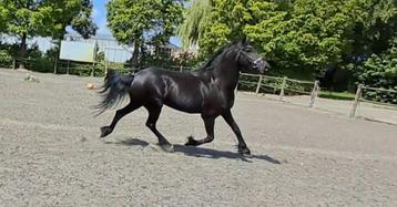 Super lieve knappe friese merrie !!  beschikbaar voor biedingen