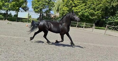 Super lieve knappe friese merrie !!, Dieren en Toebehoren, Paarden, Merrie, Onbeleerd, Minder dan 160 cm, 3 tot 6 jaar, Recreatiepaard